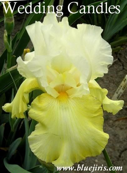 Photo of Tall Bearded Iris (Iris 'Wedding Candles') uploaded by Joy