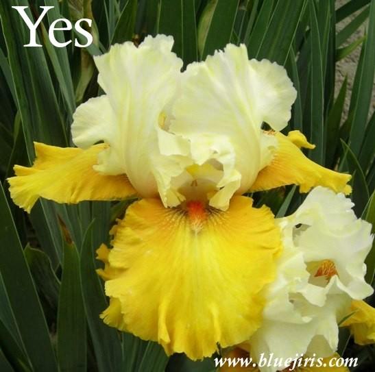 Photo of Tall Bearded Iris (Iris 'Yes') uploaded by Joy