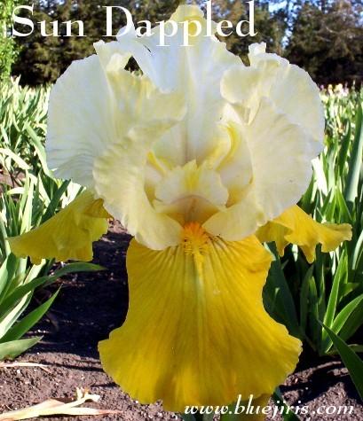 Photo of Tall Bearded Iris (Iris 'Sun Dappled') uploaded by Joy