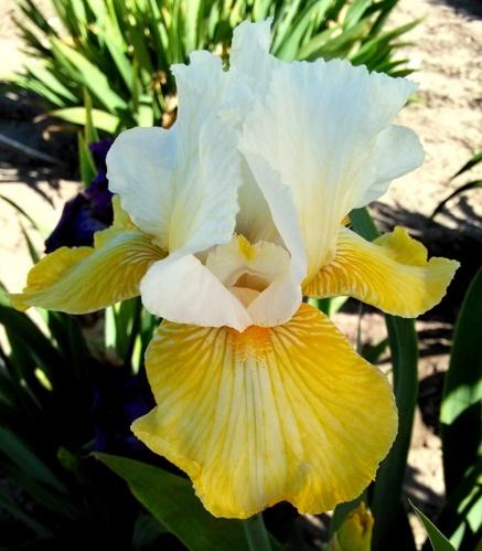 Photo of Tall Bearded Iris (Iris 'Dutch Custard') uploaded by Joy