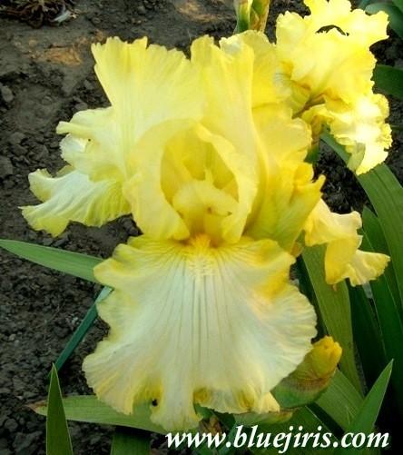 Photo of Tall Bearded Iris (Iris 'Moon's Delight') uploaded by Joy