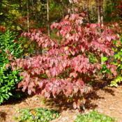 7-year-old dogwood in Autumn colors