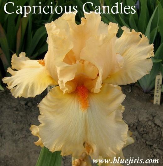 Photo of Tall Bearded Iris (Iris 'Capricious Candles') uploaded by Joy