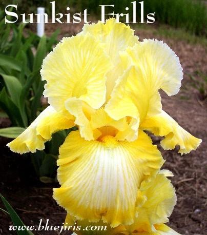Photo of Tall Bearded Iris (Iris 'Sunkist Frills') uploaded by Joy