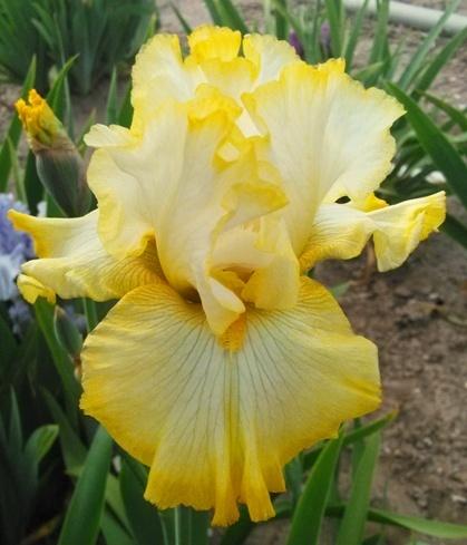 Photo of Tall Bearded Iris (Iris 'Serious Notion') uploaded by Joy
