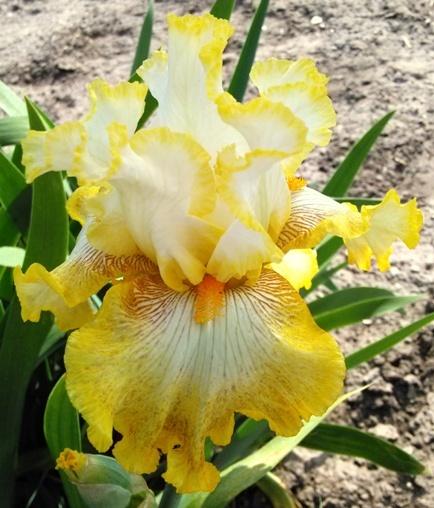 Photo of Tall Bearded Iris (Iris 'Calamity Carol') uploaded by Joy