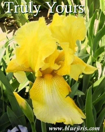 Photo of Tall Bearded Iris (Iris 'Truly Yours') uploaded by Joy