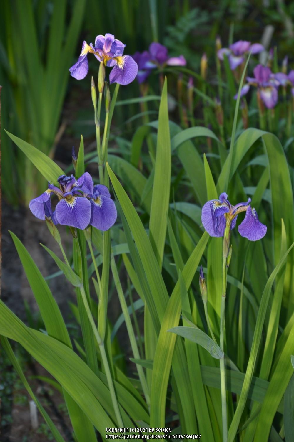 Photo of Species Iris (Iris setosa) uploaded by Serjio