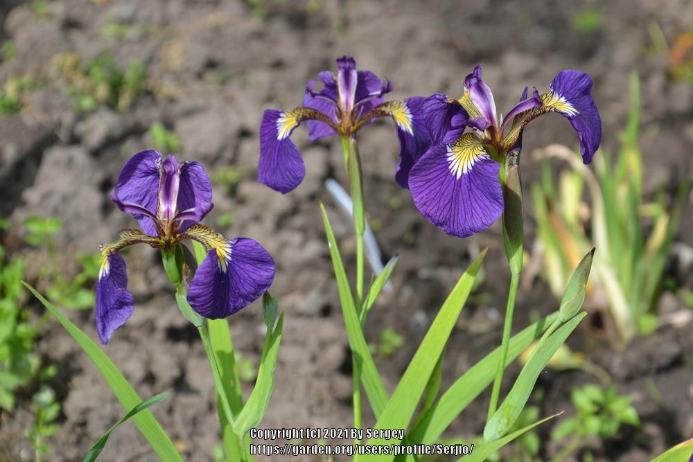 Photo of Species Iris (Iris setosa) uploaded by Serjio