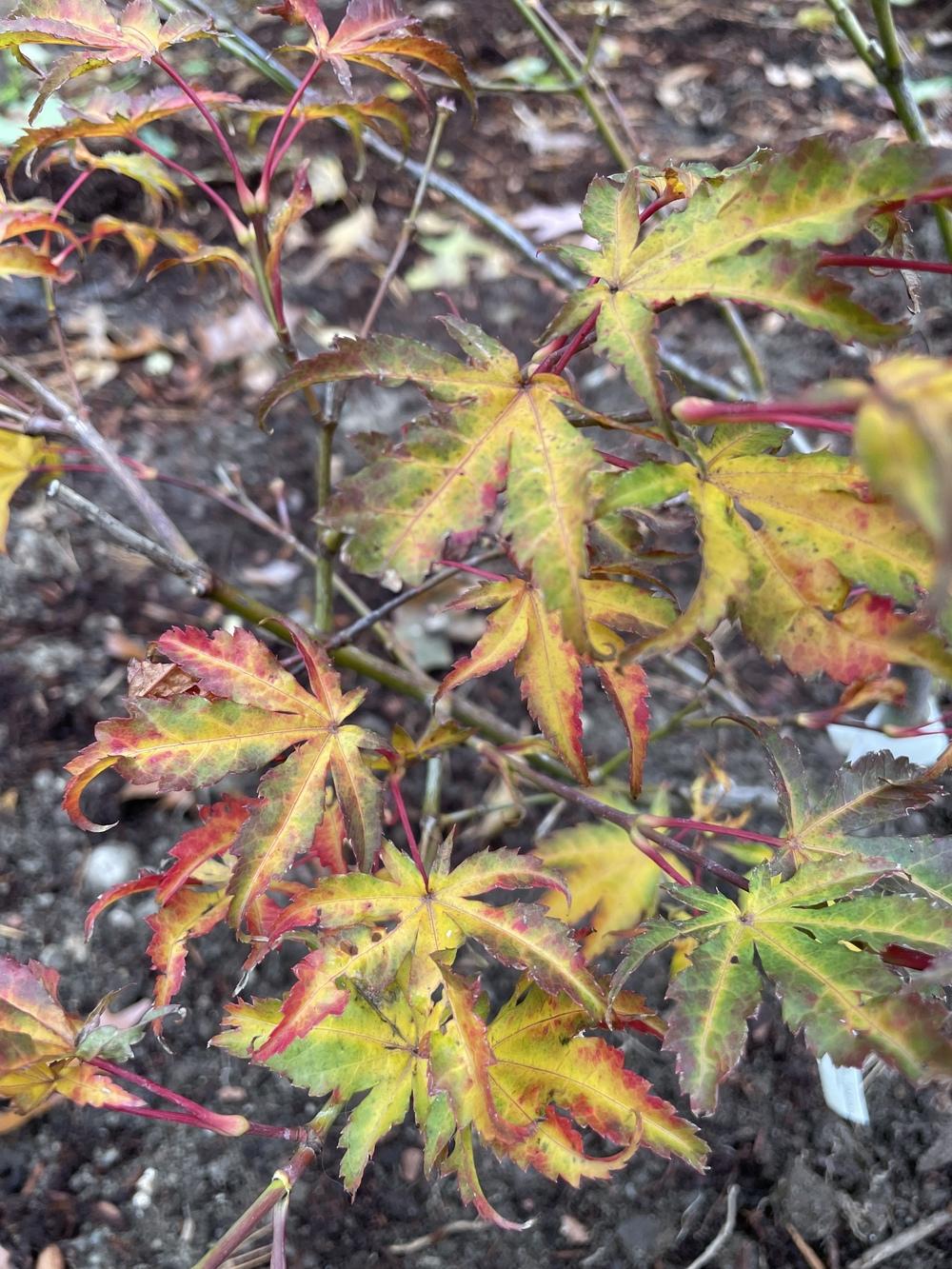 Photo of Japanese Maple (Acer palmatum 'Peaches and Cream') uploaded by Zoia