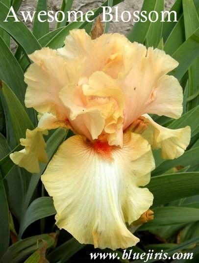 Photo of Tall Bearded Iris (Iris 'Awesome Blossom') uploaded by Joy