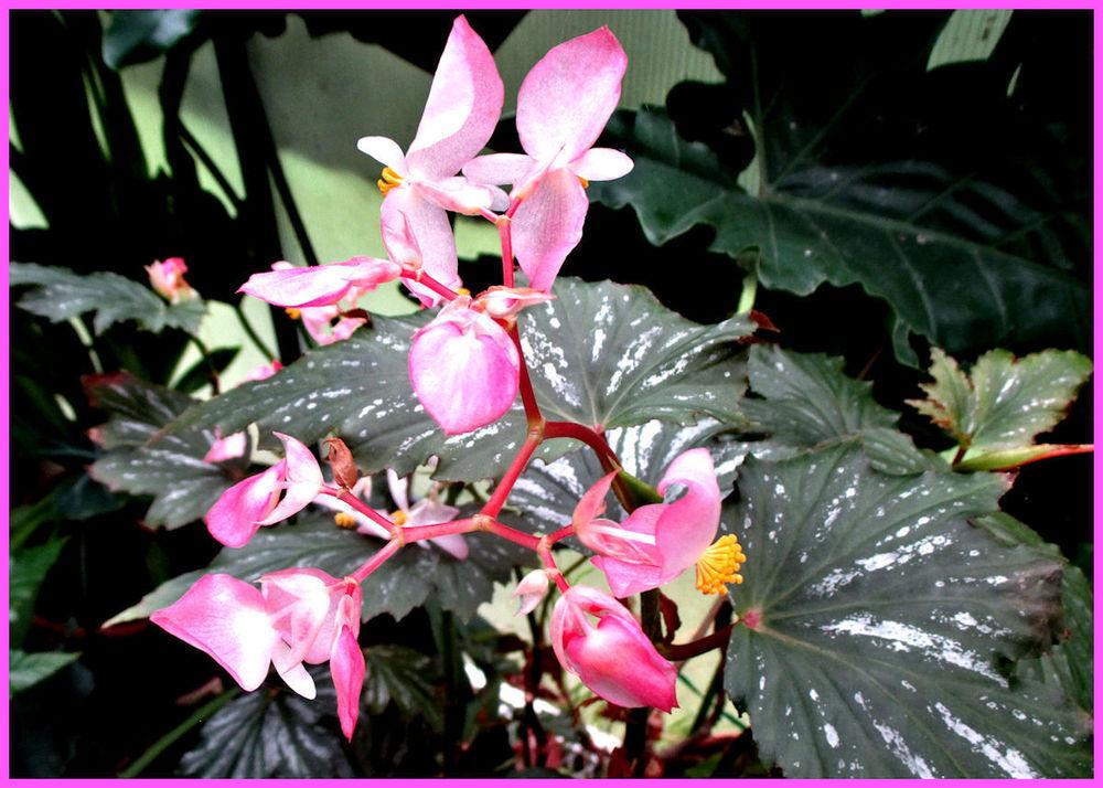 Photo of Angel Wing Begonia (Begonia 'Sophie Cecile') uploaded by Strever