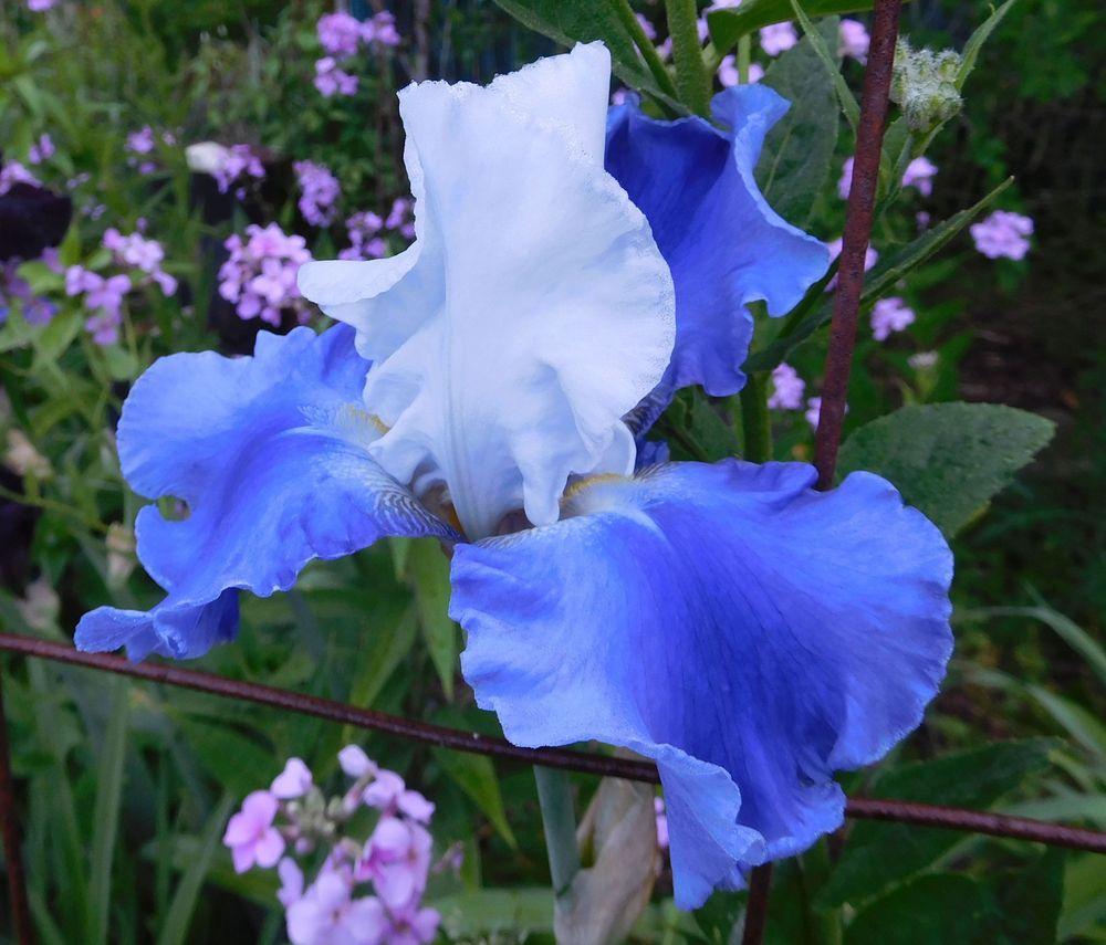 Photo of Tall Bearded Iris (Iris 'Ride the Wind') uploaded by adknative
