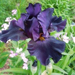 Location: Eagle Bay, New York
Date: 2017-06-12
Tall Bearded Iris (Iris 'Black Knight')
