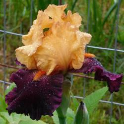 Location: Eagle Bay, New York
Date: 2017-06-10
Tall Bearded Iris (Iris 'Fashion Queen') in the rain