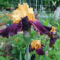 Location: Eagle Bay, New York
Date: 2017-06-14
Tall Bearded Iris (Iris 'Fashion Queen') with buds