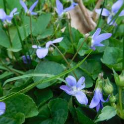 Location: Eagle Bay, New York
Date: 2017-05-18
Common Blue Violet (Viola sororia), blooms and buds