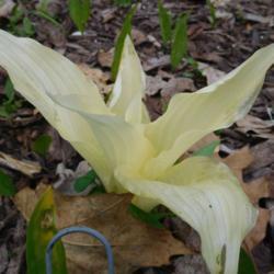 Location: Eagle Bay, New York
Date: 2017-05-18
Hosta 'White Feather'