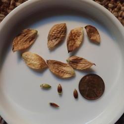 Location: my garden zone 5 Indiana
Date: 2021-10-30
ripe seed pods and seeds