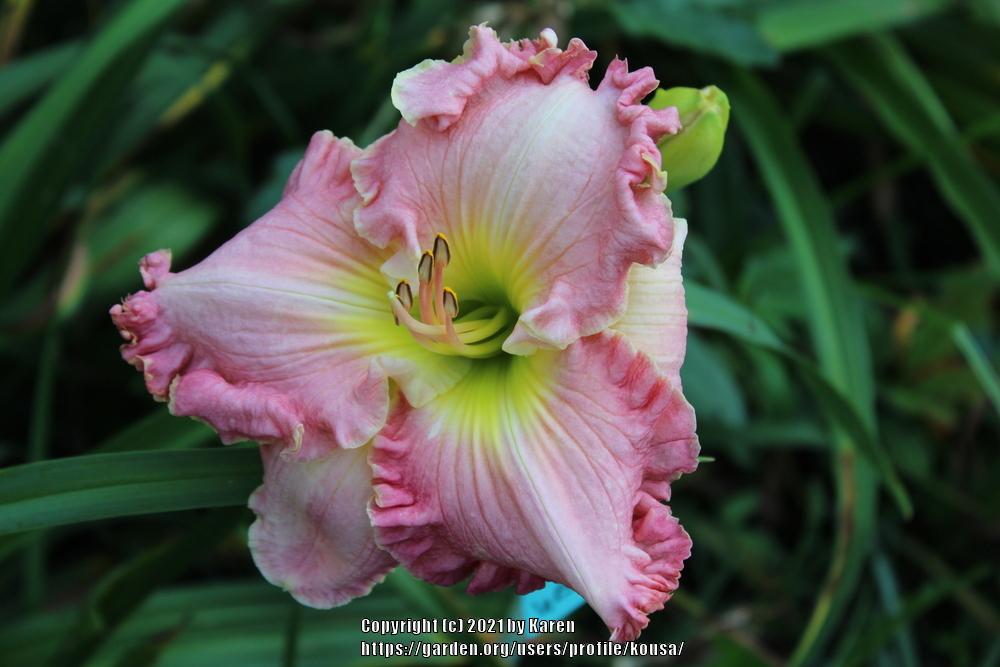 Photo of Daylily (Hemerocallis 'Pink Aloha') uploaded by kousa