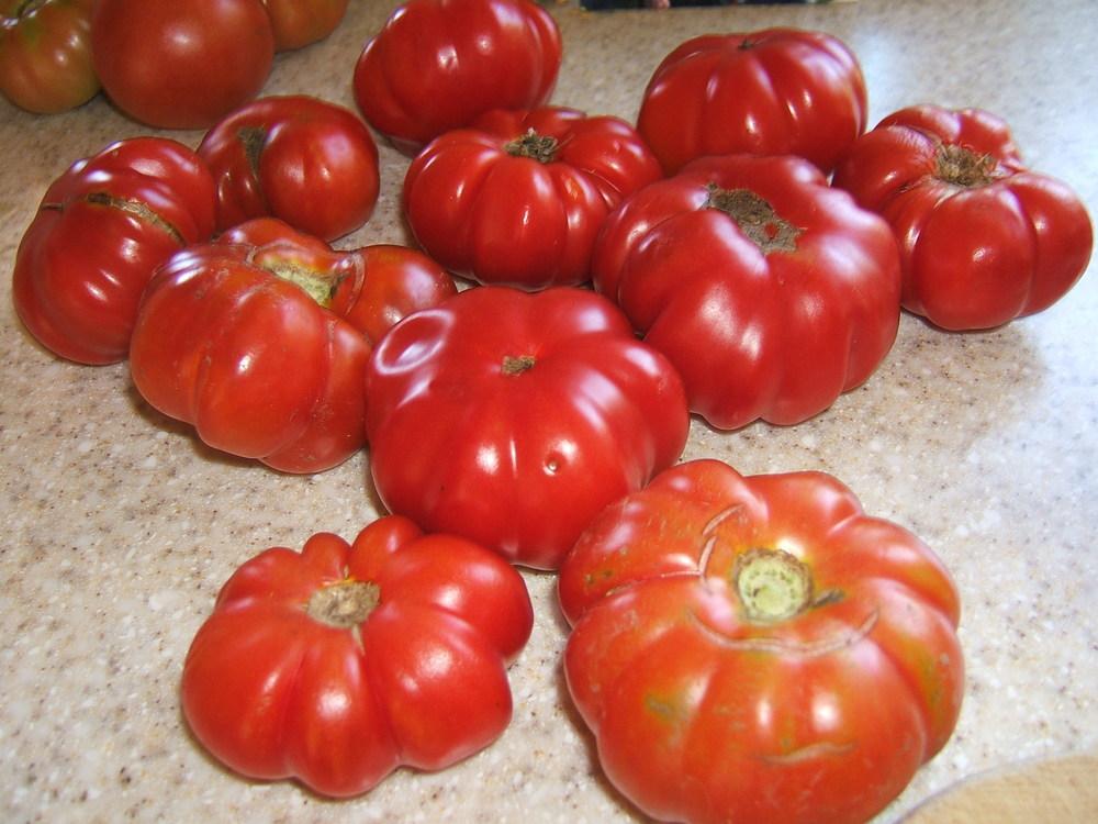 Photo of Tomato (Solanum lycopersicum 'Costoluto Genovese') uploaded by pirl