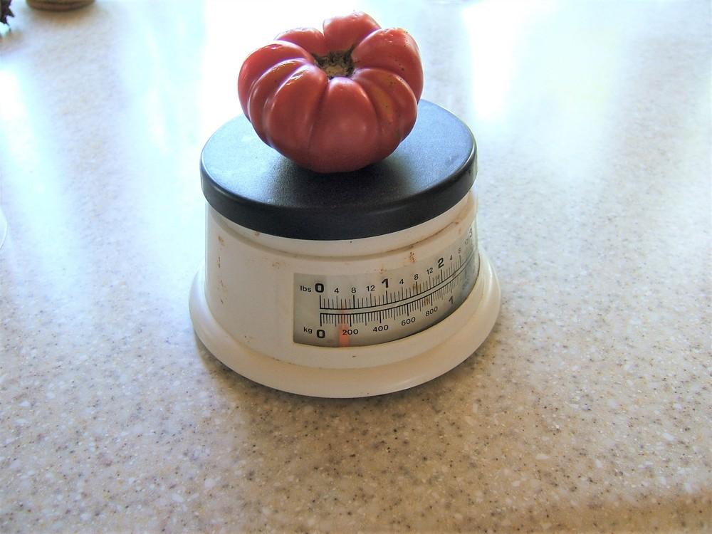 Photo of Tomato (Solanum lycopersicum 'Costoluto Genovese') uploaded by pirl