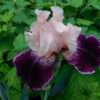 Tall Bearded Iris (Iris 'Revival Meeting')