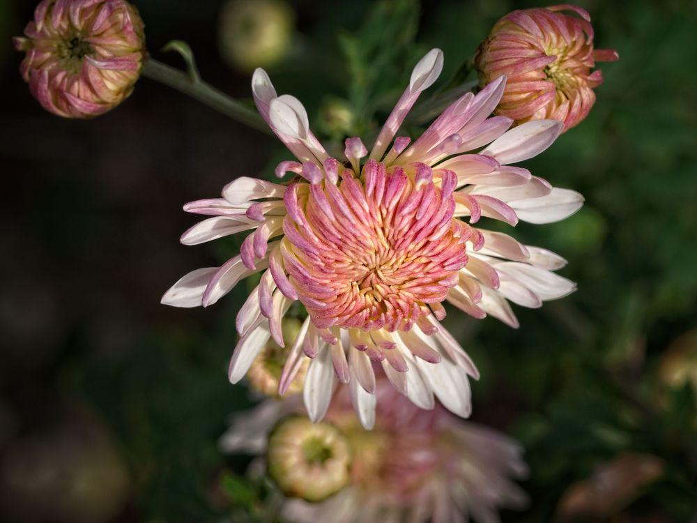 Photo of Hardy Chrysanthemum (Chrysanthemum x rubellum 'Emperor of China') uploaded by frankrichards16