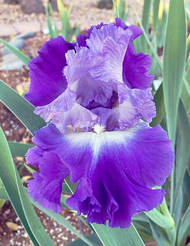 Photo of Tall Bearded Iris (Iris 'Joy Returns') uploaded by marysp
