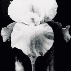 
Date: c. 1957
photo from the Bulletin of the American Iris Society, 1957