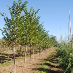 Location: Downingtown, Pennsylvania
Date: 2021-10-28
a row of young trees at Harmony Hill Nursery