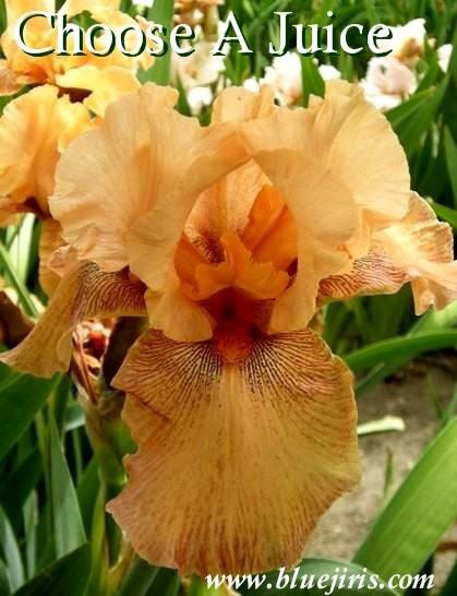 Photo of Tall Bearded Iris (Iris 'Choose a Juice') uploaded by Joy