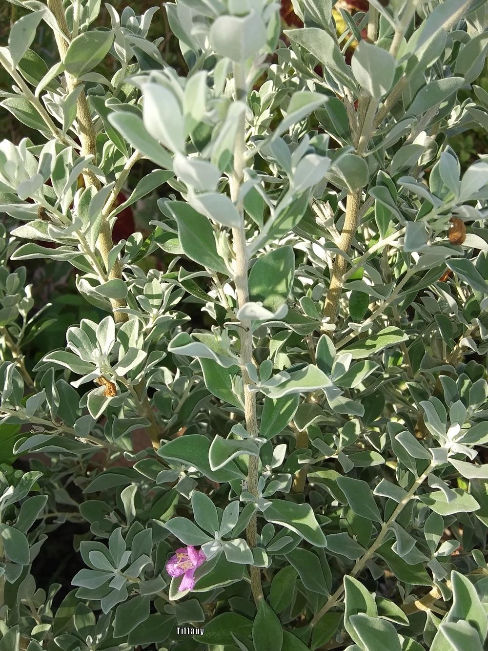 Photo of Texas Sage (Leucophyllum frutescens) uploaded by purpleinopp