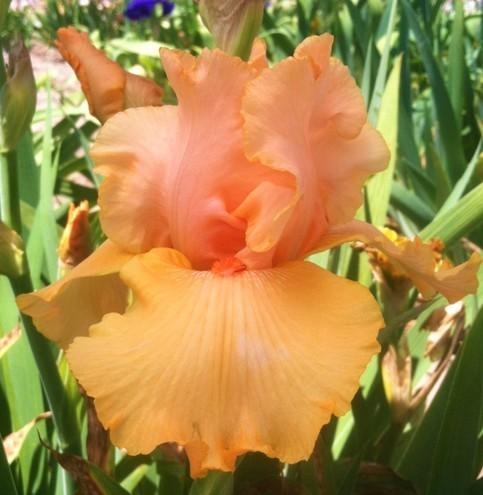 Photo of Tall Bearded Iris (Iris 'Big Squeeze') uploaded by Joy