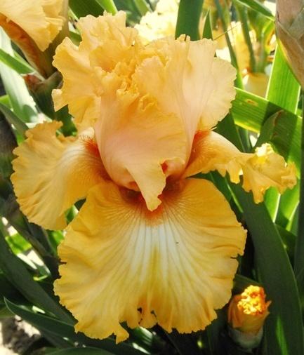 Photo of Tall Bearded Iris (Iris 'Orange Juice') uploaded by Joy