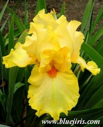 Photo of Tall Bearded Iris (Iris 'Flaming Victory') uploaded by Joy