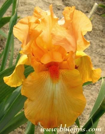 Photo of Tall Bearded Iris (Iris 'Rave On') uploaded by Joy