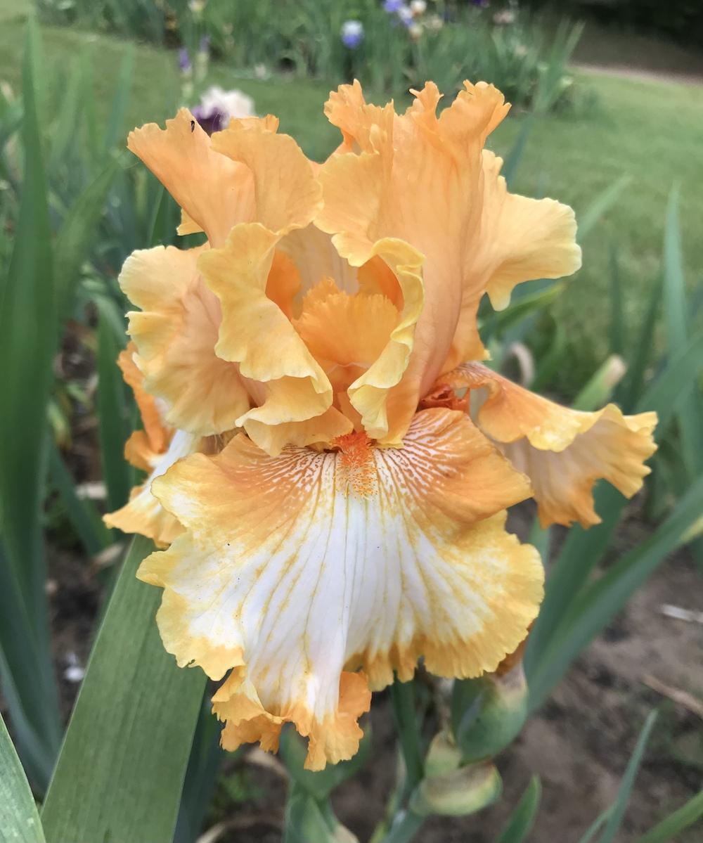 Photo of Tall Bearded Iris (Iris 'Cajun Rhythm') uploaded by Lbsmitty