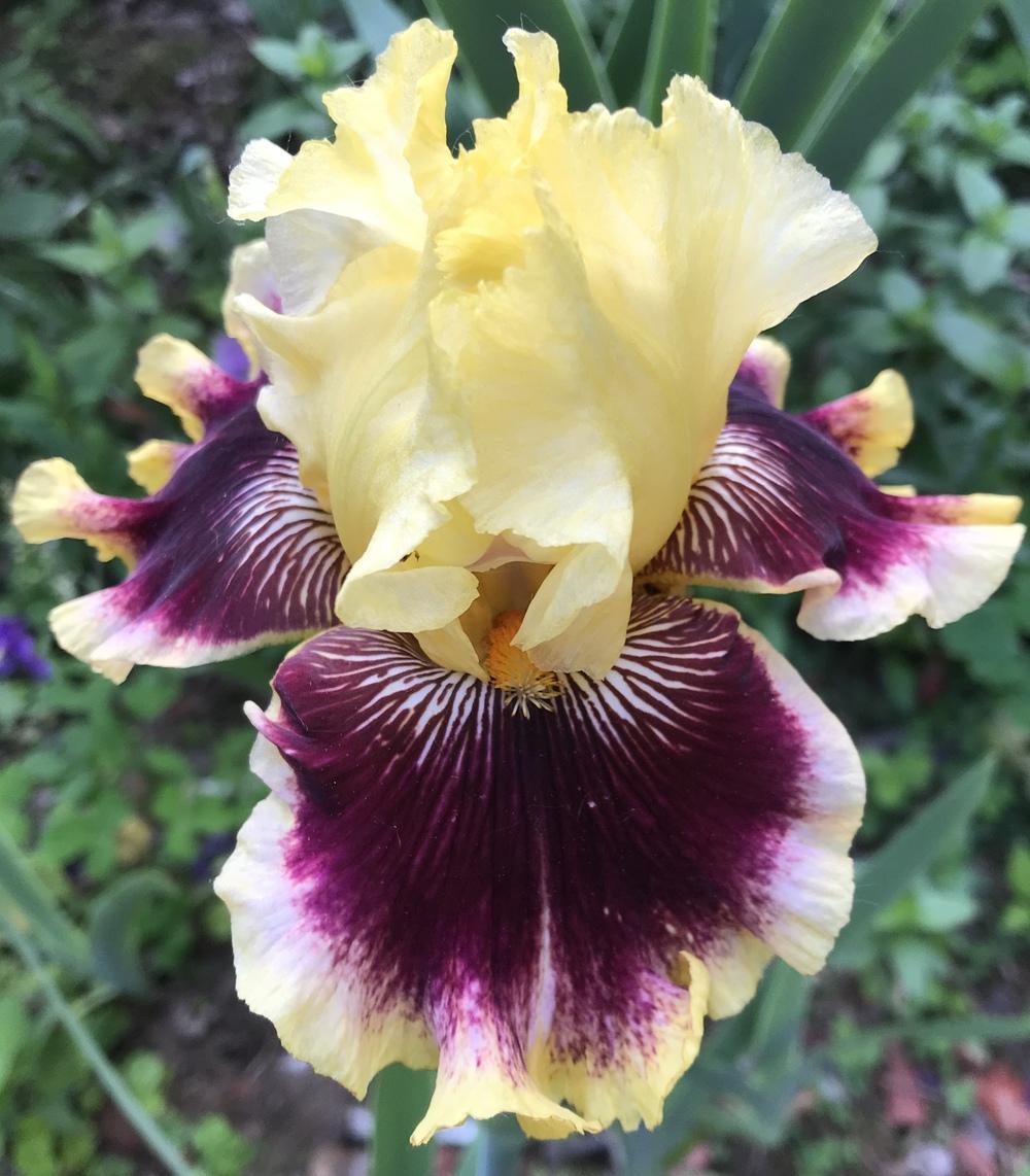 Photo of Tall Bearded Iris (Iris 'Rogue Trader') uploaded by Lbsmitty
