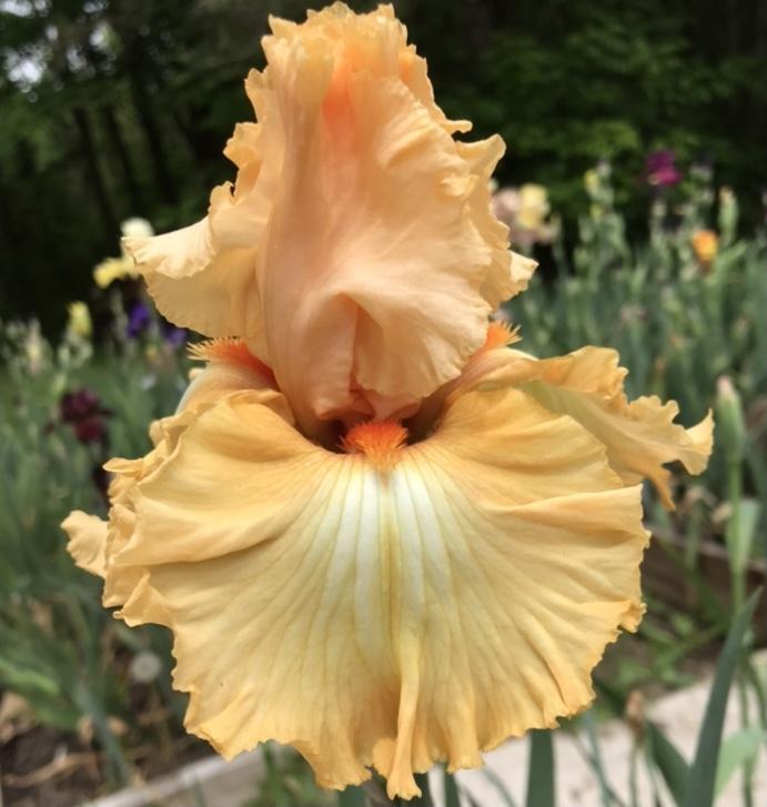 Photo of Tall Bearded Iris (Iris 'Orange Juice') uploaded by Lbsmitty