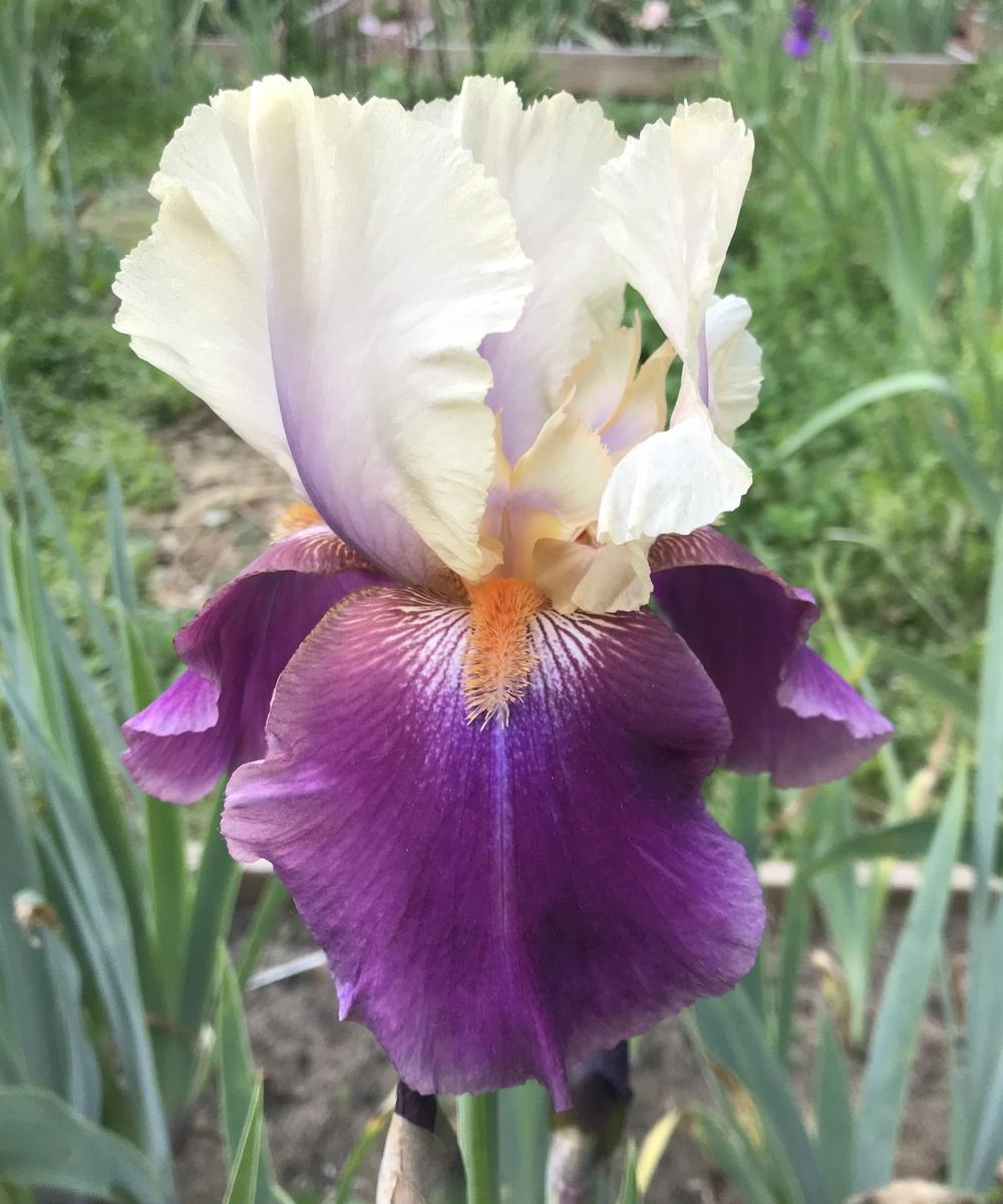 Photo of Tall Bearded Iris (Iris 'Pipes of Pan') uploaded by Lbsmitty