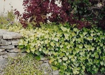 Photo of English Ivy (Hedera helix) uploaded by Permastake