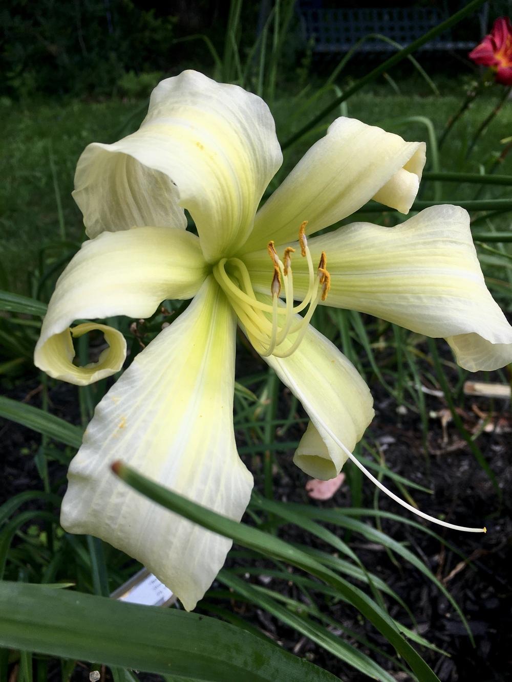 Photo of Daylily (Hemerocallis 'Heavenly Ghostrider') uploaded by RonNY