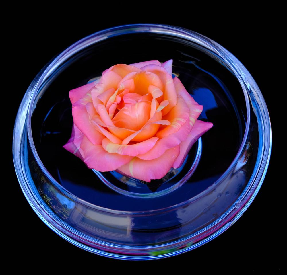 Photo of Rose (Rosa 'Peach Swirl') uploaded by AnnKNCalif