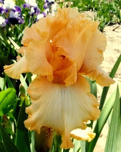 Photo of Tall Bearded Iris (Iris 'Deliciously Different') uploaded by Joy