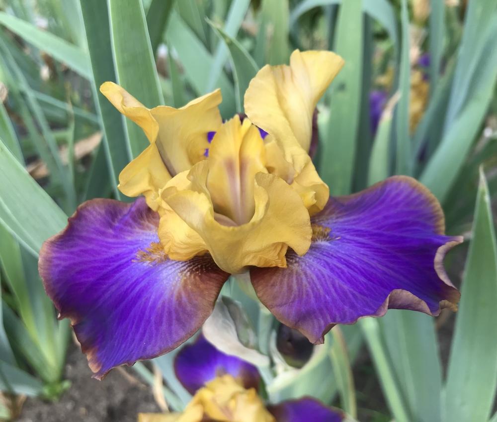 Photo of Tall Bearded Iris (Iris 'Crooked Little Smile') uploaded by Lbsmitty