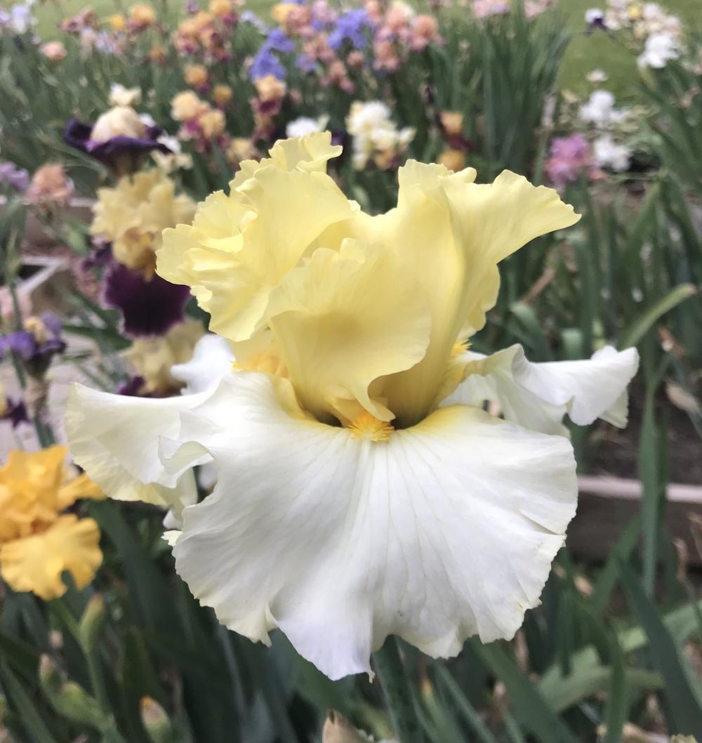 Photo of Tall Bearded Iris (Iris 'Lemon Drift') uploaded by Lbsmitty