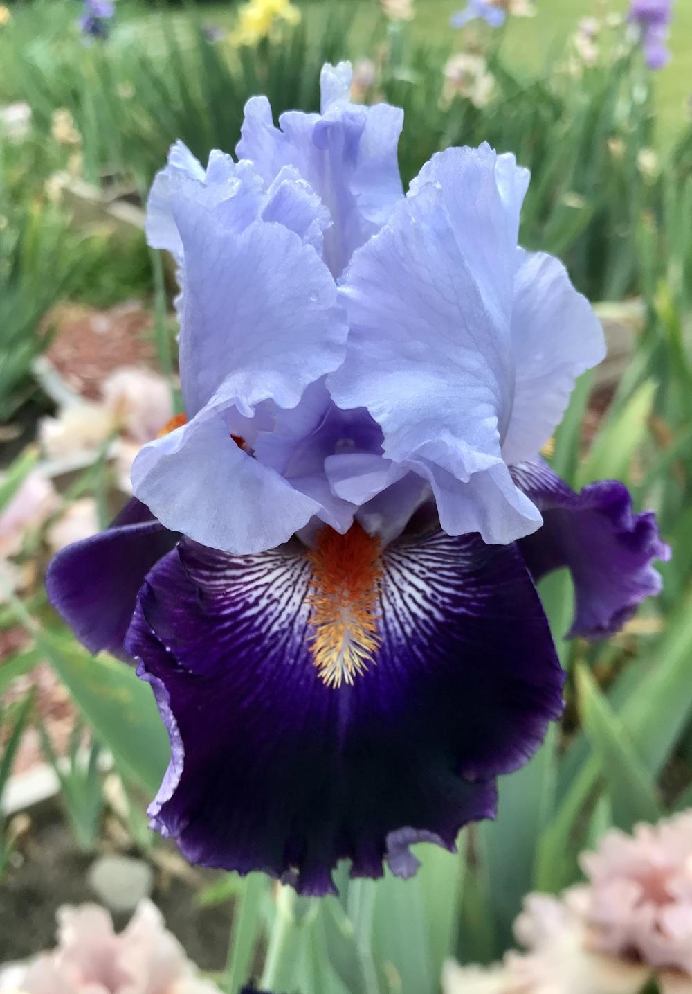 Photo of Tall Bearded Iris (Iris 'Honourable Lord') uploaded by Lbsmitty