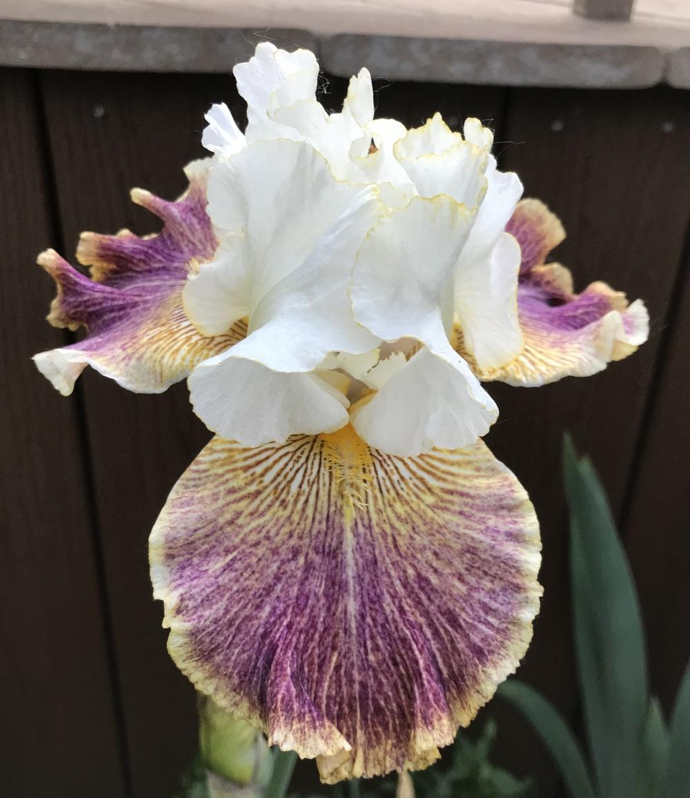 Photo of Tall Bearded Iris (Iris 'Sordid Lives') uploaded by Lbsmitty