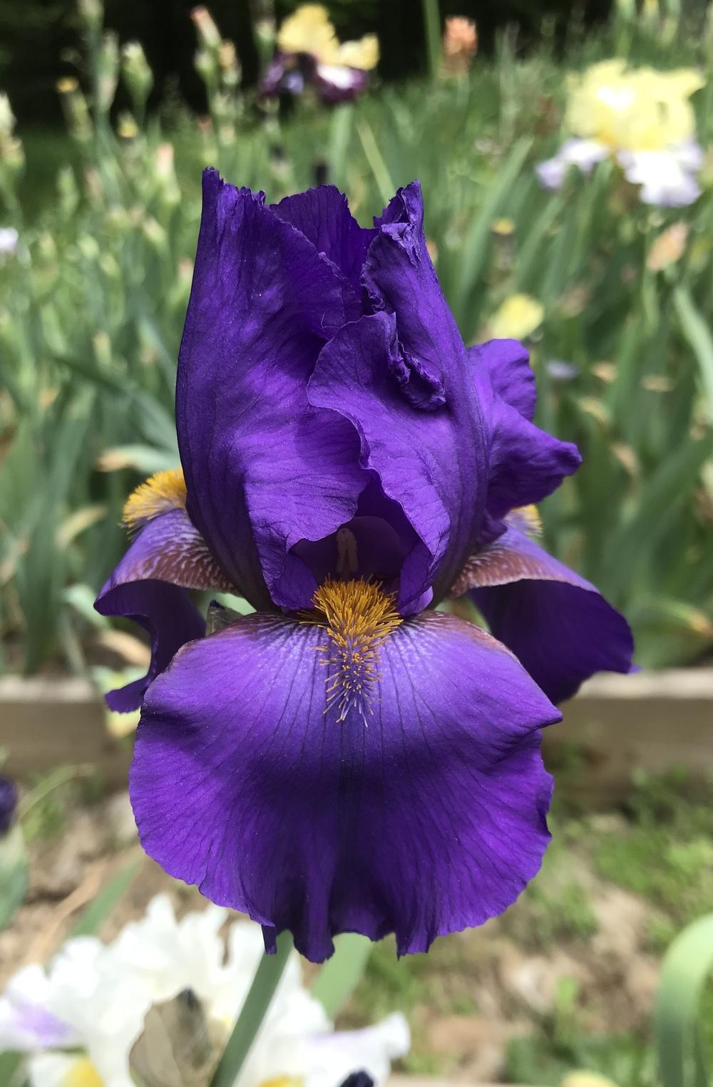 Photo of Tall Bearded Iris (Iris 'Southland Grape') uploaded by Lbsmitty
